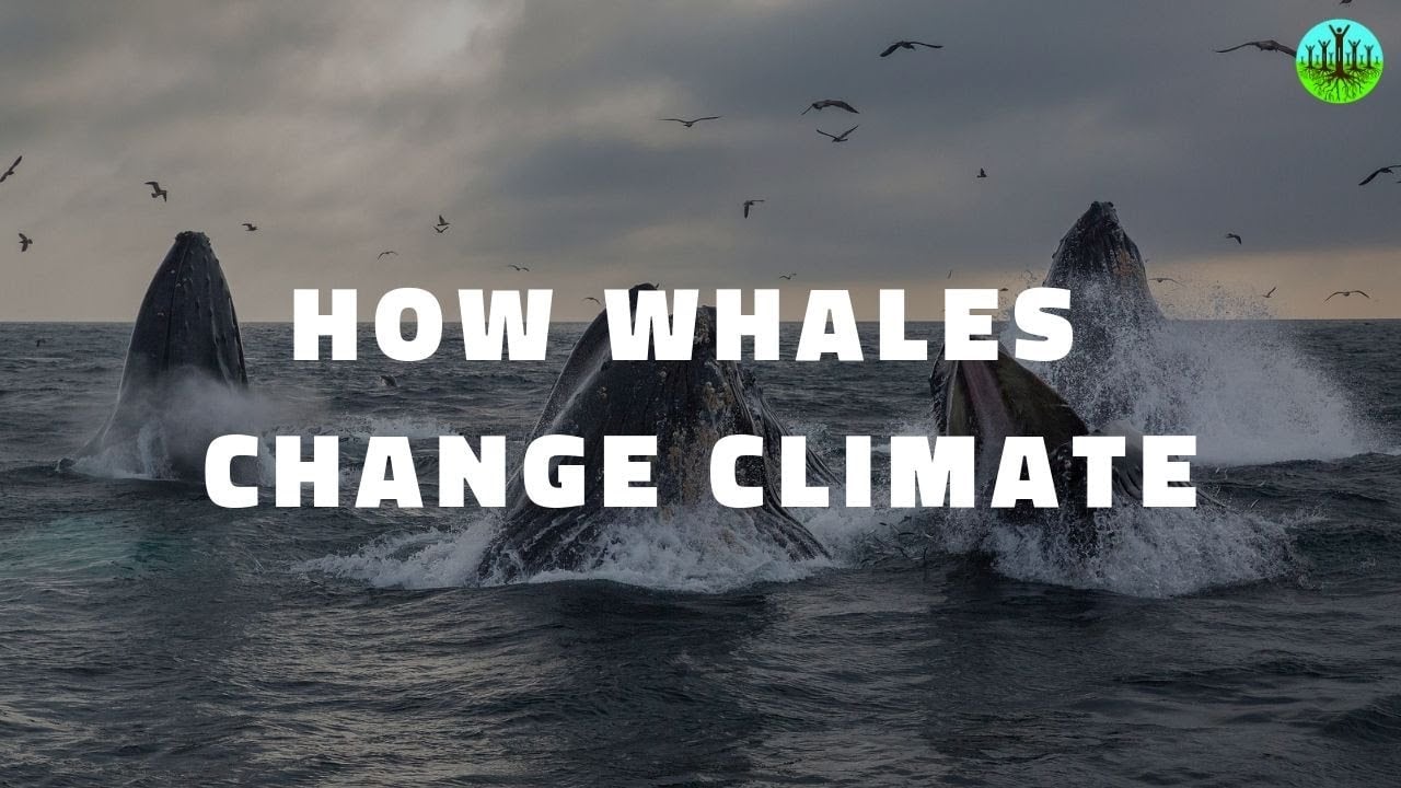 How Whales Change Climate
