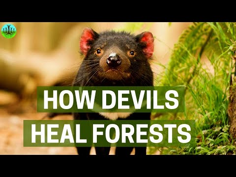 How Devils Heal Forests