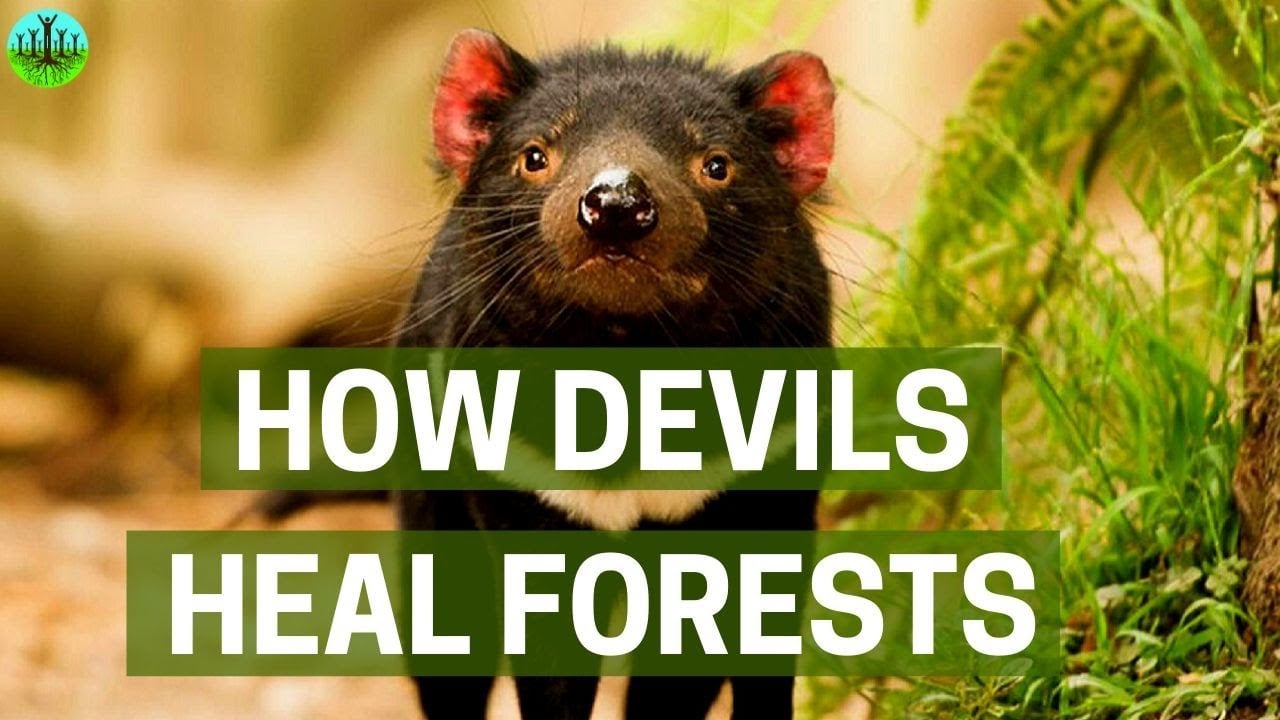 How Devils Heal Forests