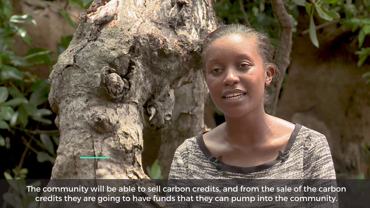 Carbon credits for Kenyan mangroves