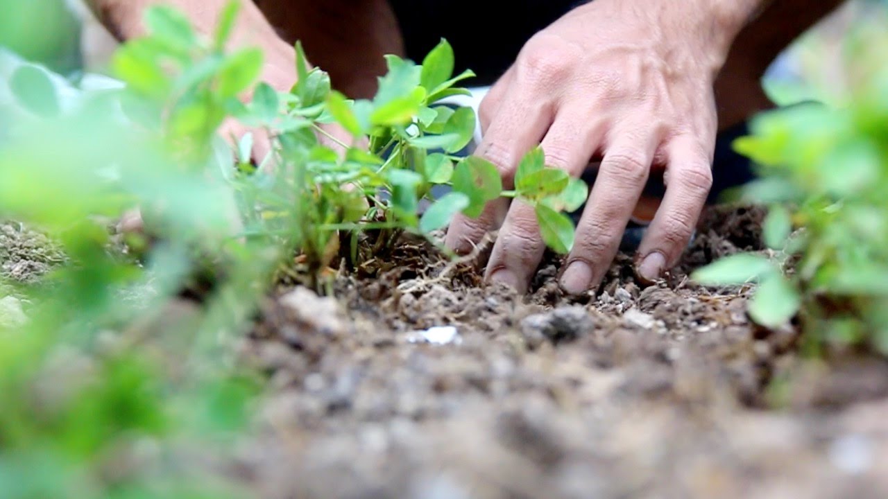 Voices from the Village: Organic Farming for a Sustainable Life