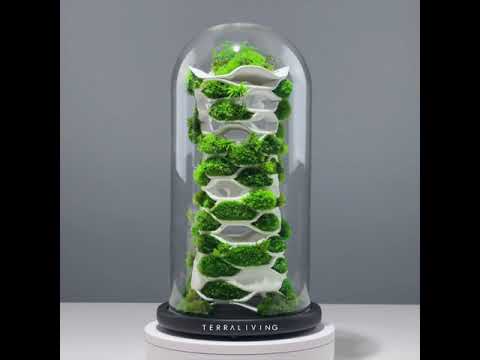 The Chloroplast - a preserved moss terrarium, botanical sculpture by TerraLiving
