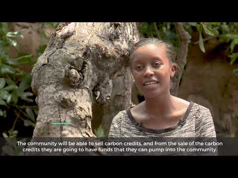 Carbon credits for Kenyan mangroves