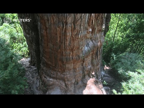 This could be world's oldest oldest tree