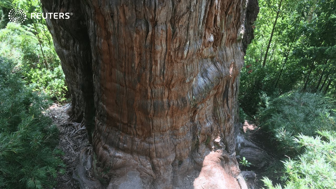 This could be world's oldest oldest tree