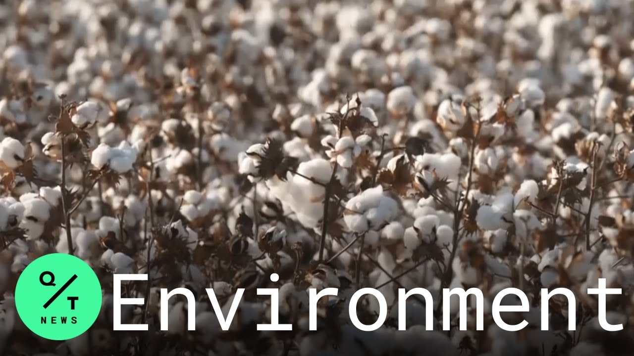 Scientists Grow Colored Cotton, Pivotal to Sustainability in Fashion