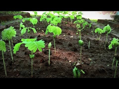 How to grow a forest in your backyard | Shubhendu Sharma