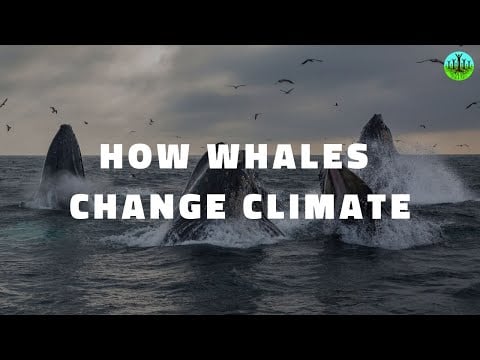 How Whales Change Climate