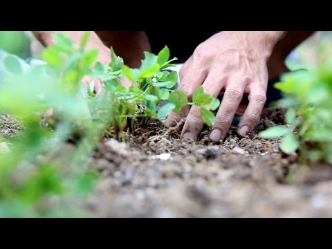 Voices from the Village: Organic Farming for a Sustainable Life