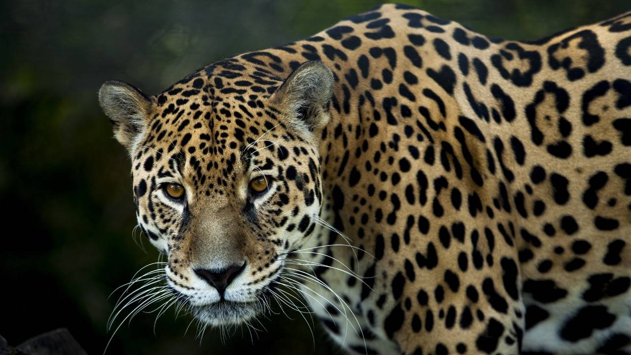 Jaguar in Argentina