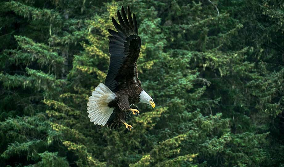 Featured image for Bald Eagle Populations Are Climbing In Lower 48 States article