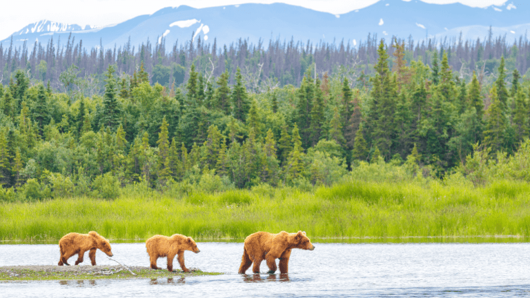 Positive News For Alaskan Wildlife