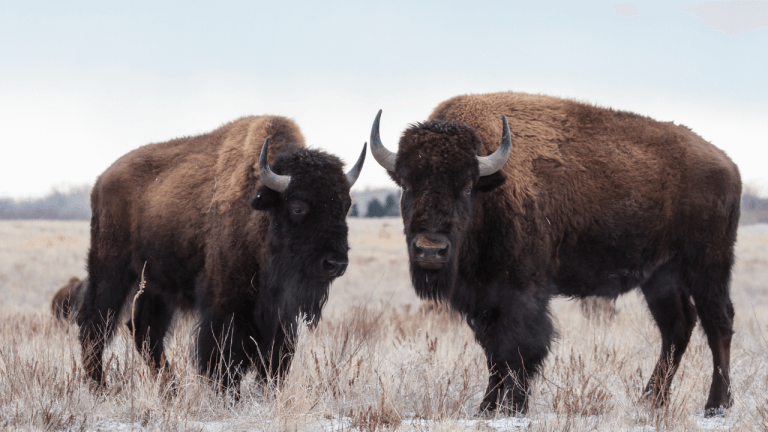 Small Bison Herd Finds New Home On A Reservation Land