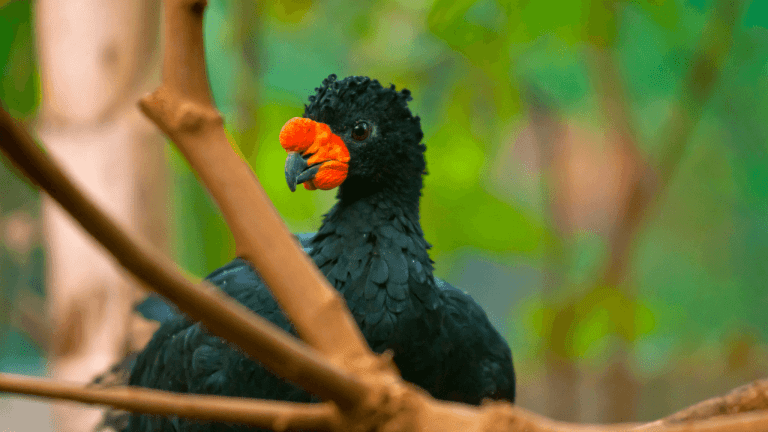 Endangered Red-Billed Curassow Have Offspring in a UK Zoo