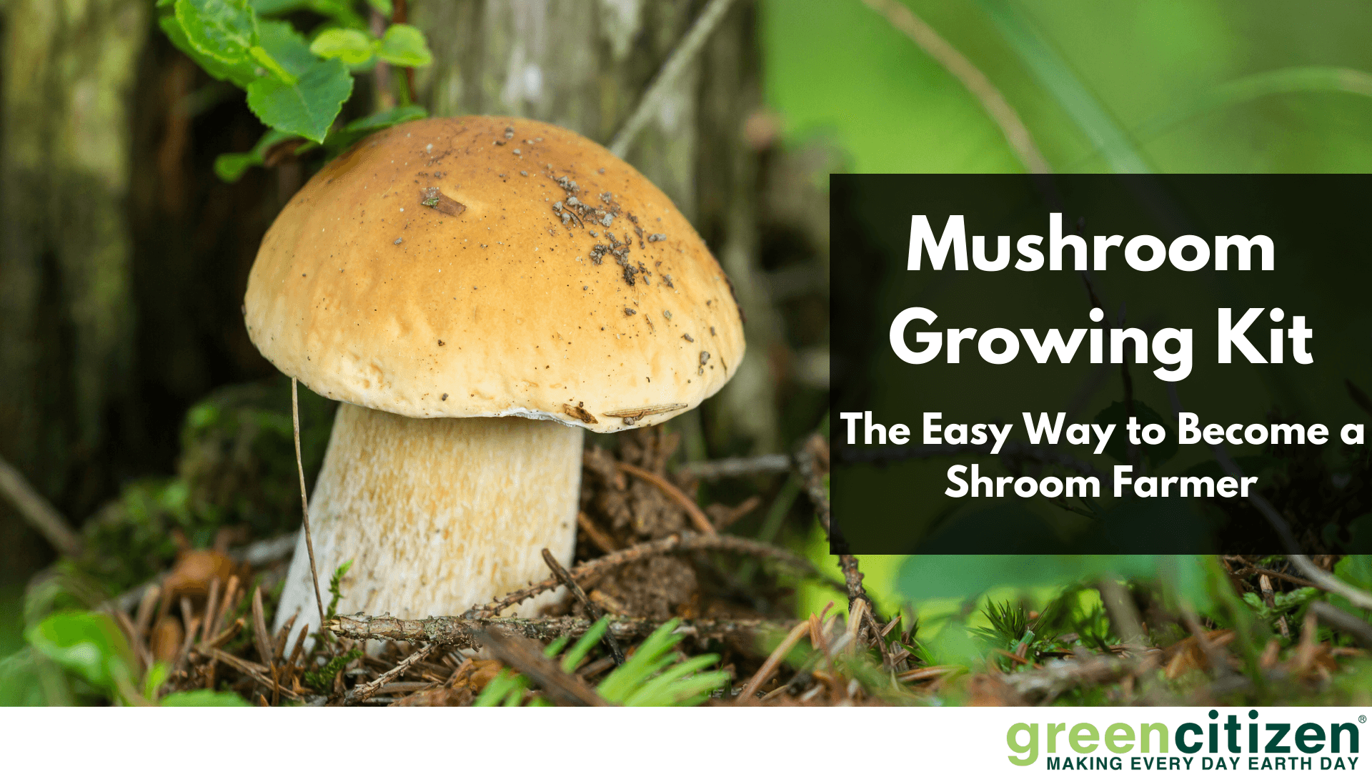 Mushroom Growing Kit Main