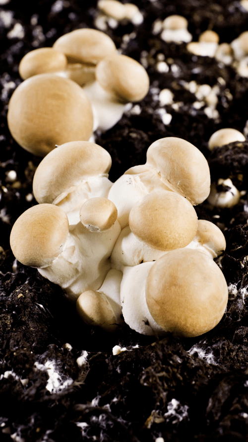 Mushroom kit