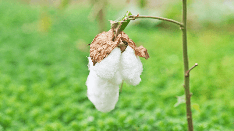 Ralph Lauren Launches US Regenerative Cotton Fund