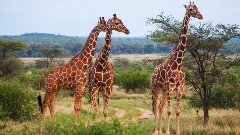 Giraffe Population Is Rising
