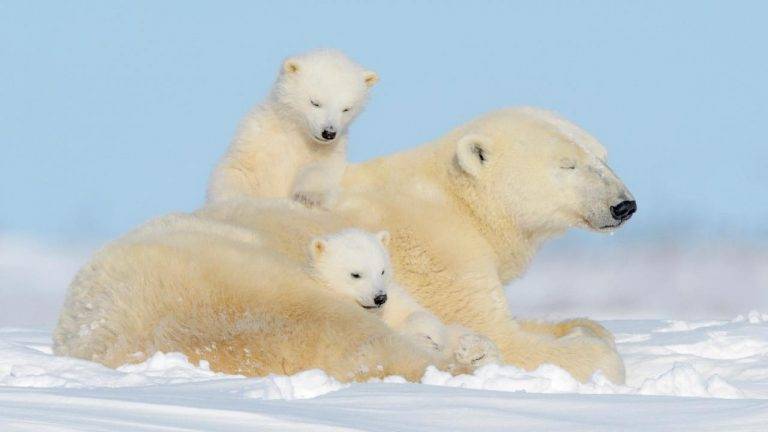 Lawsuit to Protect Arctic Polar Bears From Oil Drilling