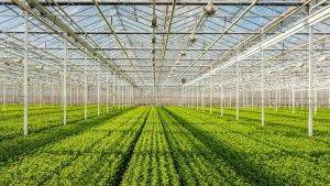 Chinese Passive Greenhouse Technique Can Save Electricity