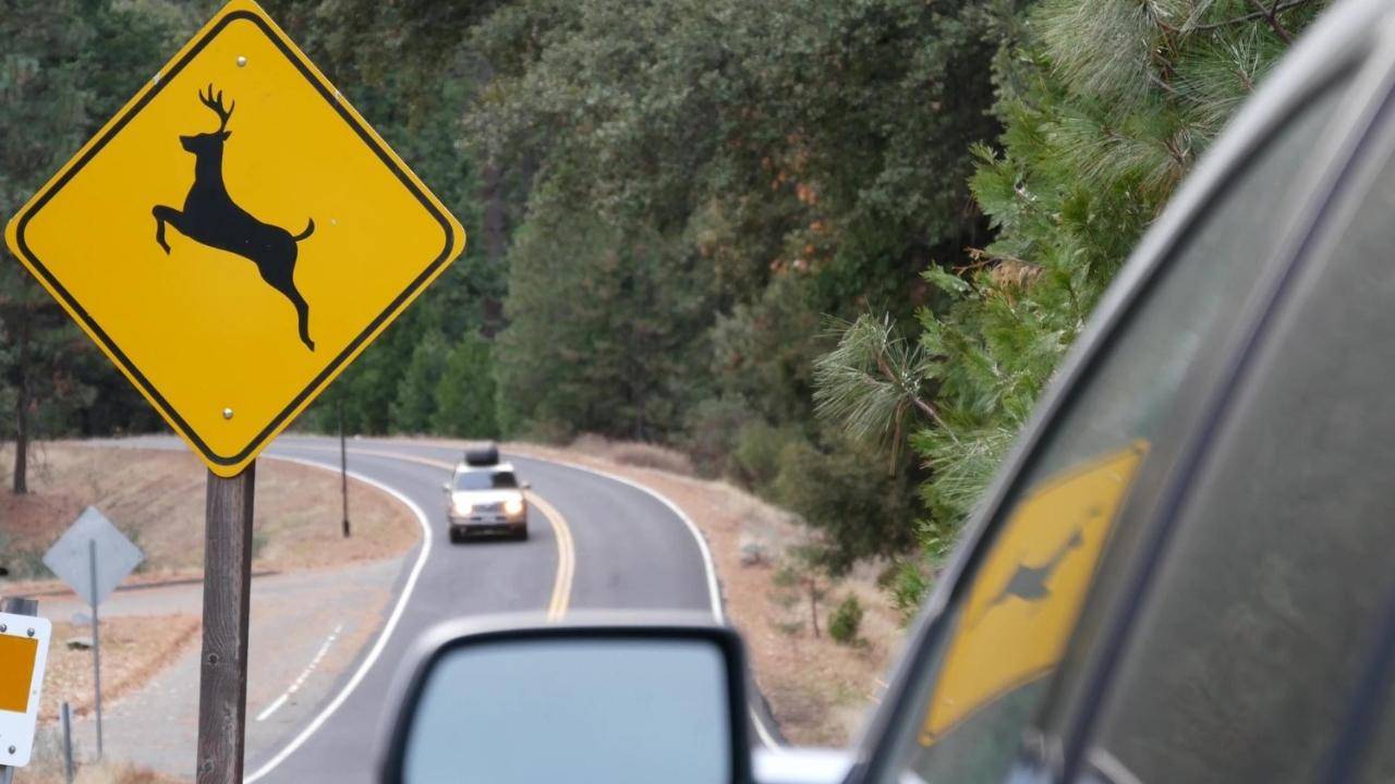 Largest Wildlife Crossing in the World Soon to Open in California