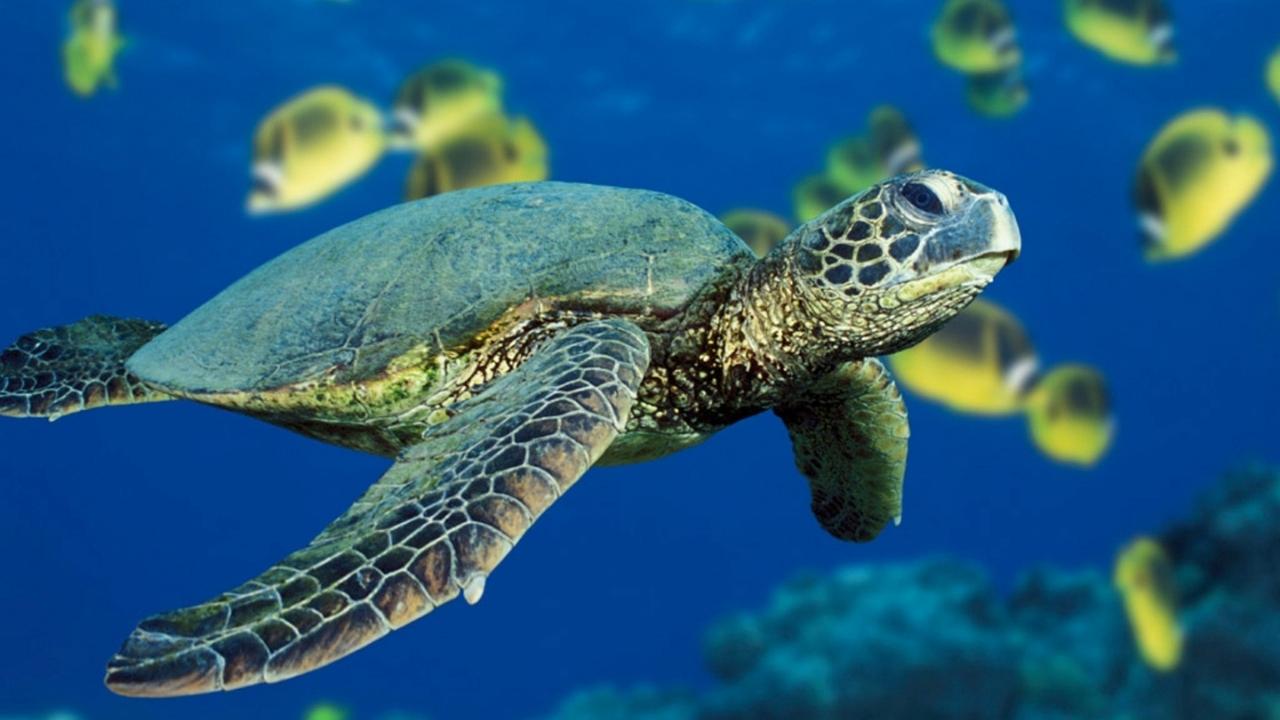 App Hopes to End Illegal “Tortoiseshell” Trade