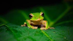 New Frog Species Found in Mexico