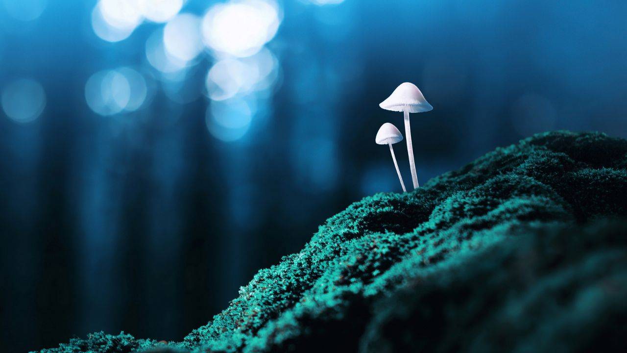 Biodegradable Computer Chips Made From Mushrooms