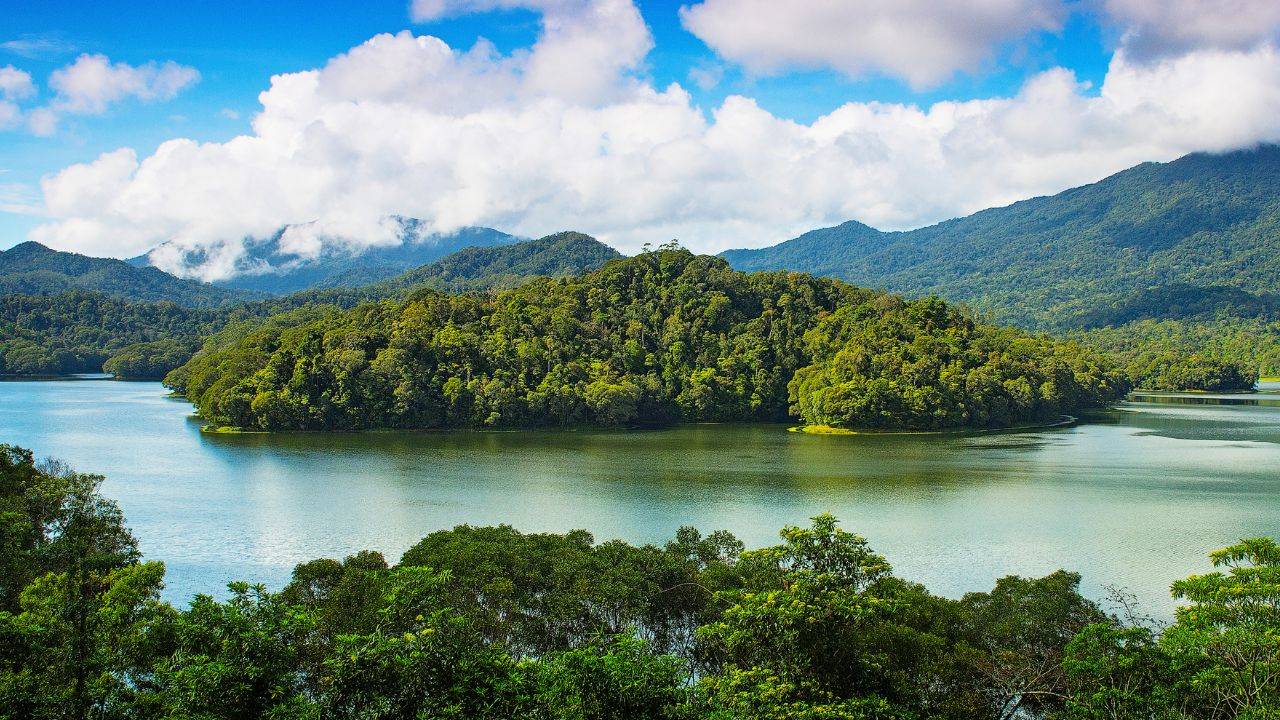 New Alliance Starts Partnership In Rainforest Protection