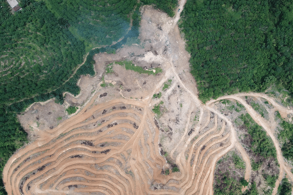 ethical jewelry and deforestation