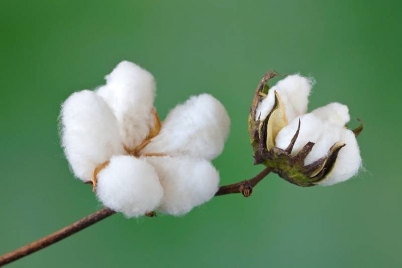 Are Cotton Balls Biodegradable and Recyclable? A Closer Look