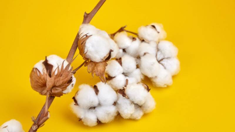 Cotton Recycling and Sustainability, Benefits of Cotton