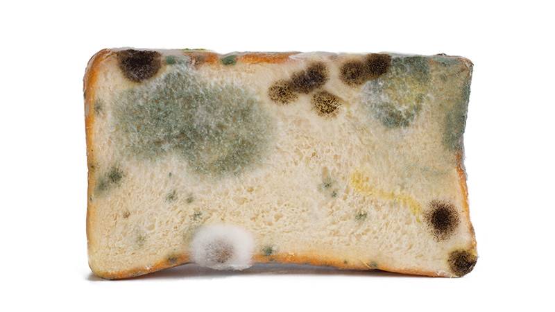 Moldy bread for composting
