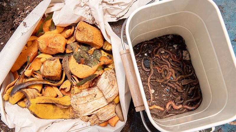 Are citrus peels safe for worm composting