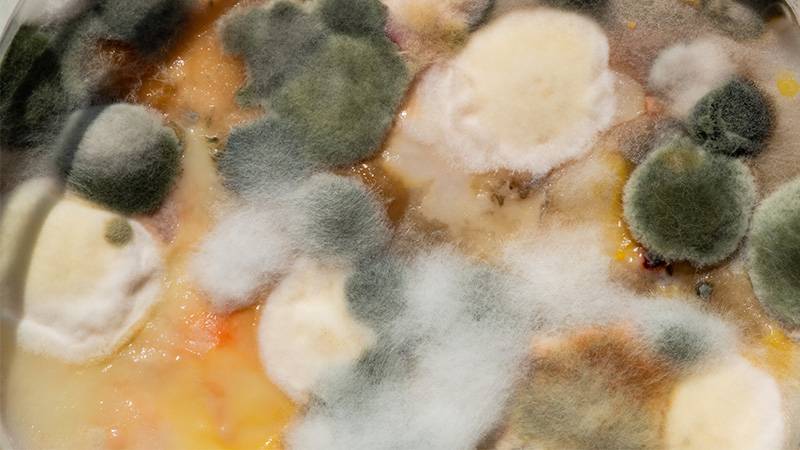 Mold in Compost: Should You Worry? - GreenCitizen