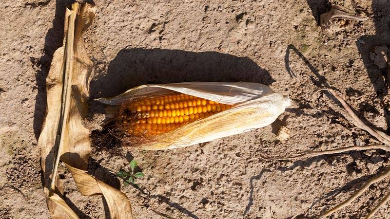 The decomposition timeline for corn cobs