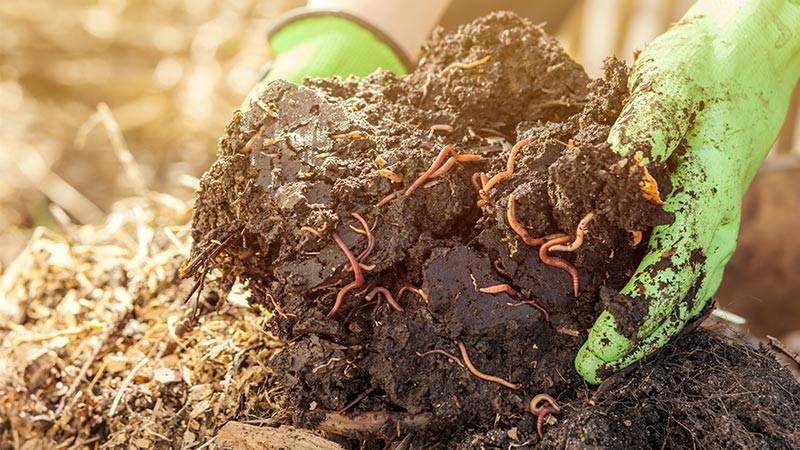 Harvesting Your Compost
