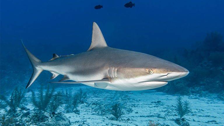 Scientists Map Key Habitats to Save Endangered Sharks and Rays