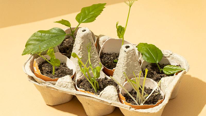 Seed Starters