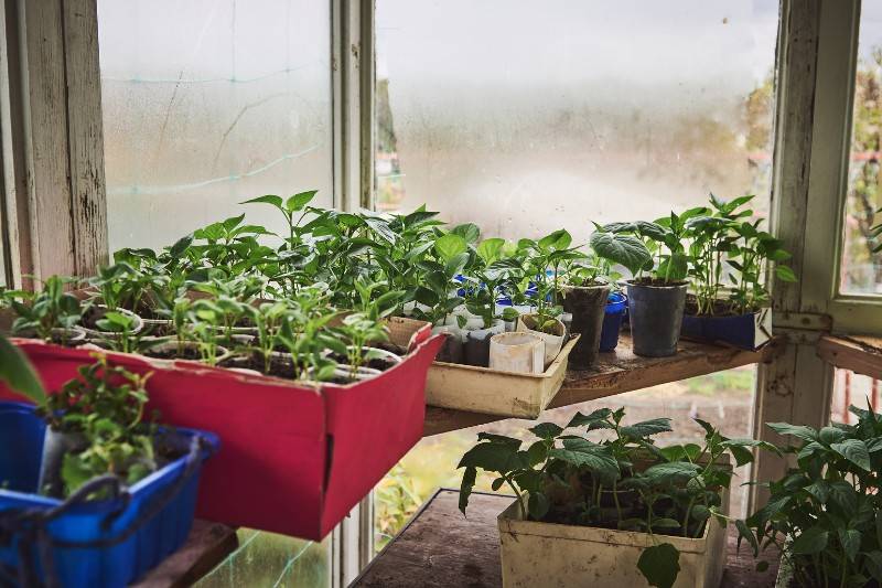 Benefits of An Indoor Greenhouse
