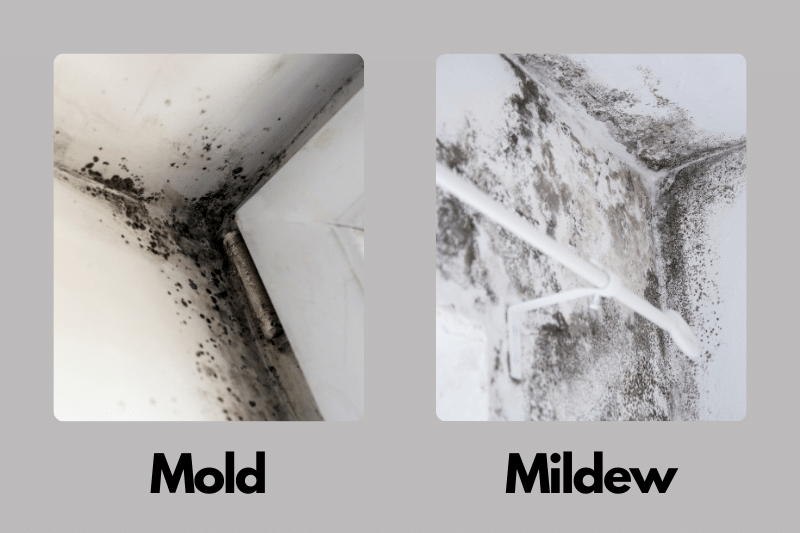 Does Alcohol Kill Mildew - Mold vs Mildew