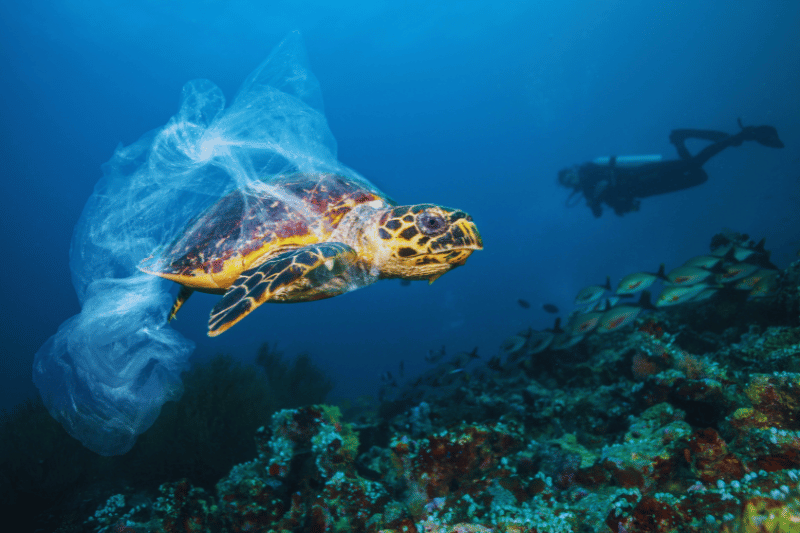marine life affected by plastic
