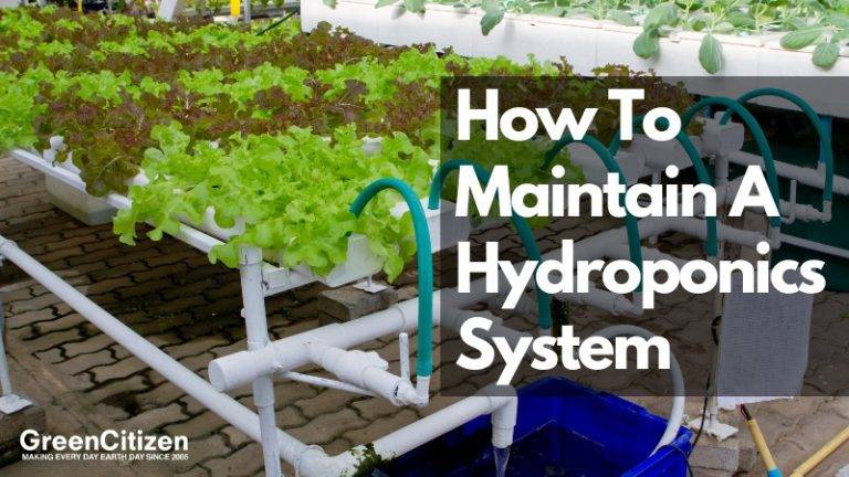 How To Maintain A Hydroponics System