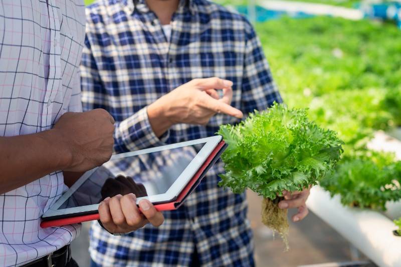 monitoring hydroponic systems