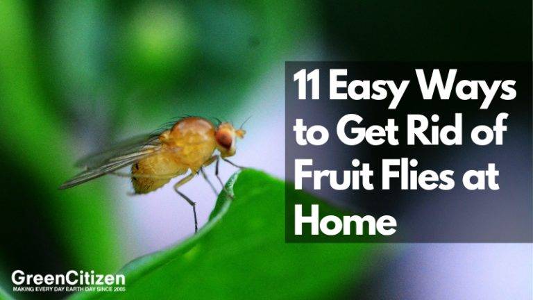 Get Rid of Fruit Flies at Home