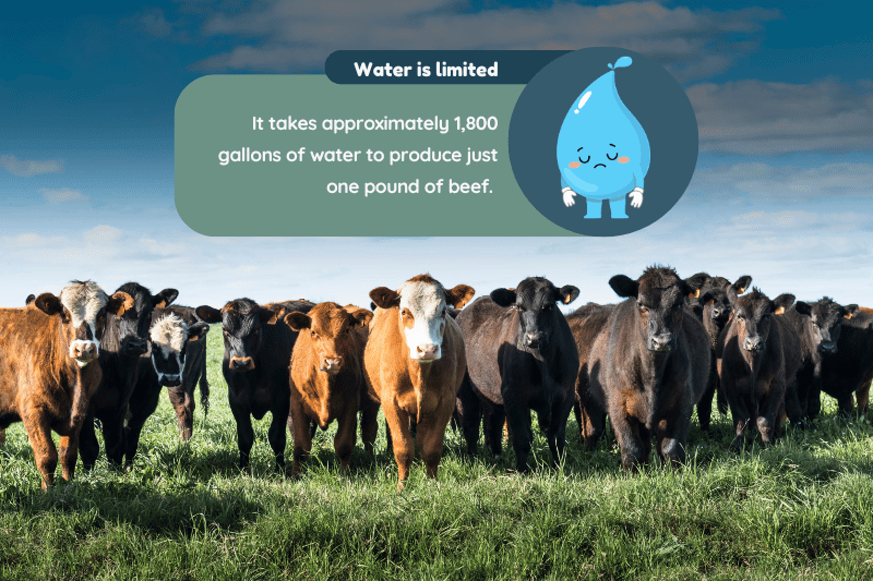 Impact of Cattle Farming