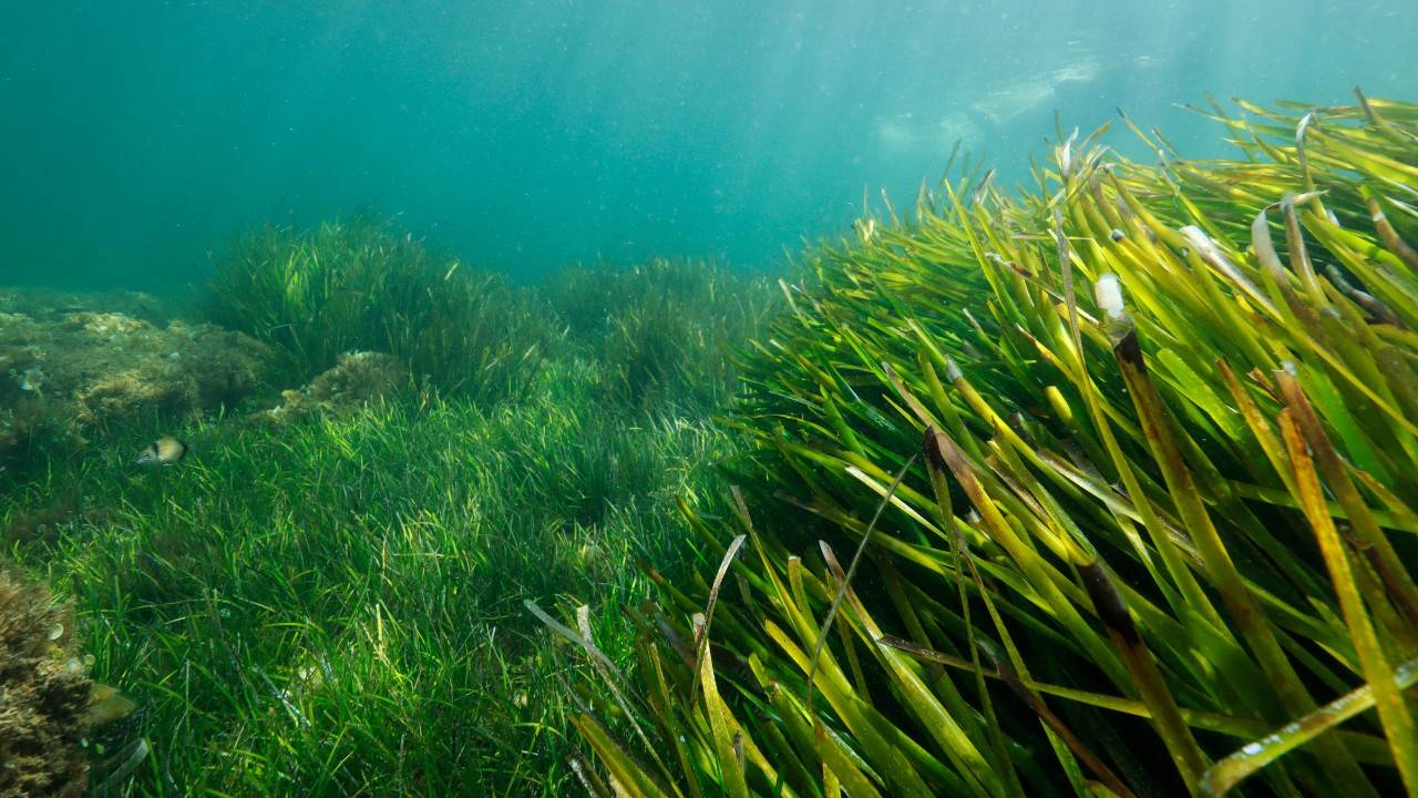 1 Million Seeds To Be Planted As Part Of UK Seagrass Restoration Program