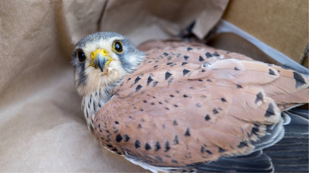 3D Printers Are Giving Injured Wildlife a New Chance at Life - injured kestrel