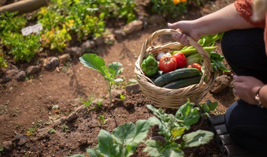 7 Reasons for Creating Your Own Self Sufficient Garden This Spring