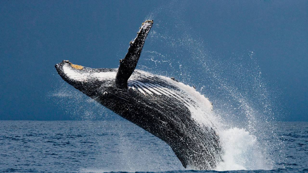 A Brighter Future For Humpback Whales